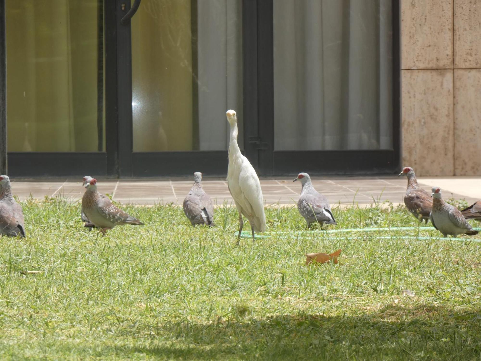 L'Amitie Hotel อึนจาเมนา ภายนอก รูปภาพ